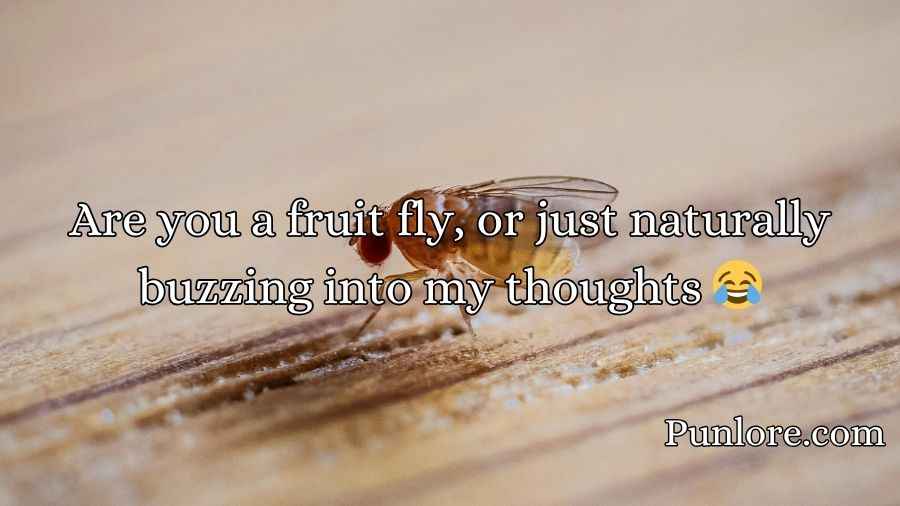 Drosophila Pick Up Lines