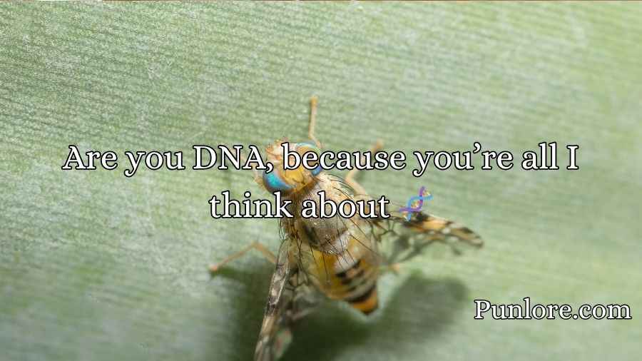 Drosophila Pick Up Lines