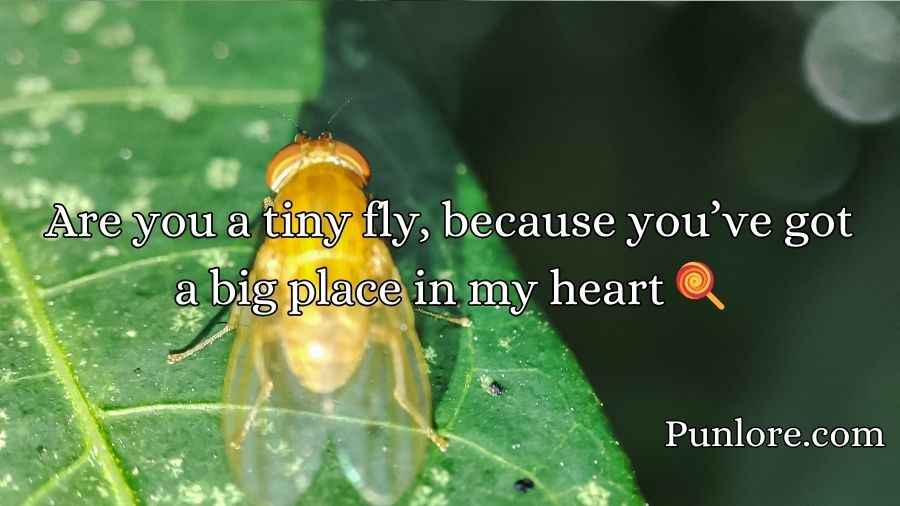 Drosophila Pick Up Lines