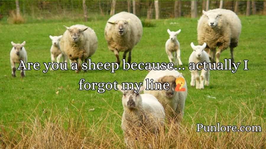 Sheep Pickup Lines