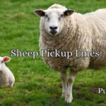 Sheep Pickup Lines