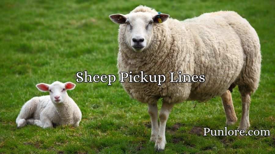 Sheep Pickup Lines
