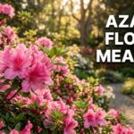 Azalea Flower Meaning