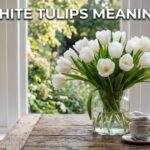 White Tulips Meaning
